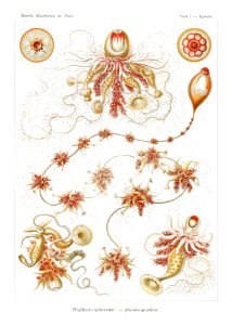 Siphonophorae–Staatsquallen from Kunstformen der Natur (1904) by Ernst Haeckel.. Free illustration for personal and commercial use.