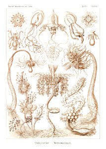 Diatomea–Schachtellinge from Kunstformen der Natur (1904) by Ernst Haeckel.