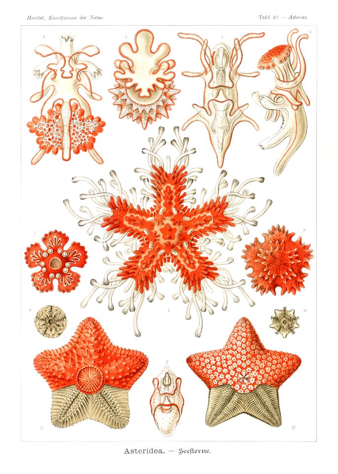 Asteridea–Seesterne from Kunstformen der Natur (1904) by Ernst Haeckel.