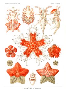 Asteridea–Seesterne from Kunstformen der Natur (1904) by Ernst Haeckel.. Free illustration for personal and commercial use.