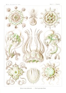 Narcomedusae–Spangenquallen from Kunstformen der Natur (1904) by Ernst Haeckel.. Free illustration for personal and commercial use.