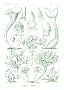 Ciliata–Wimperlinge from Kunstformen der Natur (1904) by Ernst Haeckel.. Free illustration for personal and commercial use.