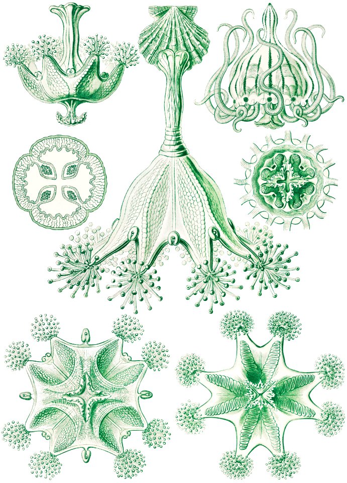 Stauromedusae–Becherquallen from Kunstformen der Natur (1904) by Ernst Haeckel.
