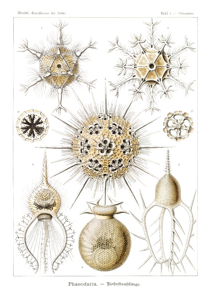 Phaeodaria–Rohrstrahlinge from Kunstformen der Natur (1904) by Ernst Haeckel.
