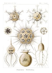 Phaeodaria–Rohrstrahlinge from Kunstformen der Natur (1904) by Ernst Haeckel.. Free illustration for personal and commercial use.
