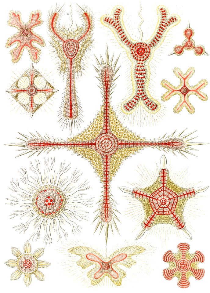 Discoidea–Scheiben-Strahlinge from Kunstformen der Natur (1904) by Ernst Haeckel.