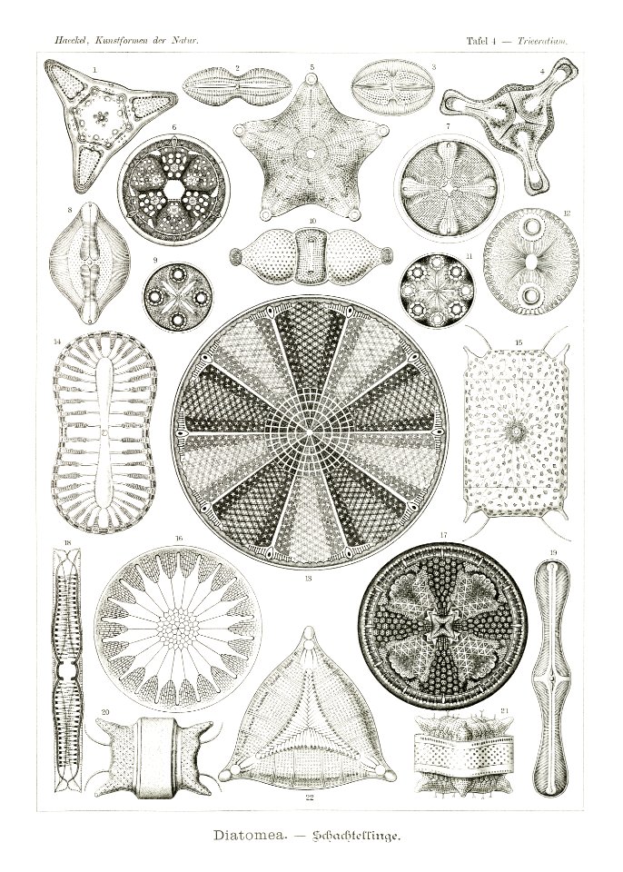 Diatomea–Schachtellinge from Kunstformen der Natur (1904) by Ernst Haeckel.. Free illustration for personal and commercial use.