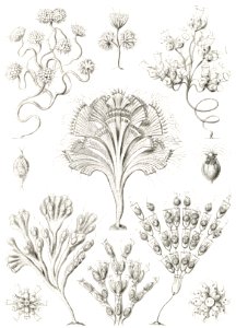 Flagellata–Geiklinge from Kunstformen der Natur (1904) by Ernst Haeckel.. Free illustration for personal and commercial use.