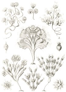 Flagellata–Geiklinge from Kunstformen der Natur (1904) by Ernst Haeckel.