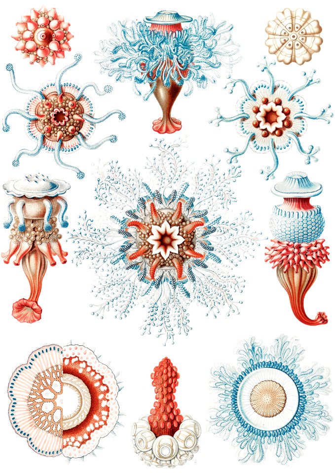 Siphonophorae–Staatsquallen from Kunstformen der Natur (1904) by Ernst Haeckel.. Free illustration for personal and commercial use.