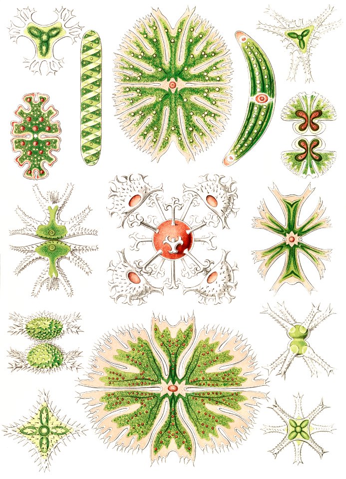 Desmidiea–Bierdinge from Kunstformen der Natur (1904) by Ernst Haeckel.. Free illustration for personal and commercial use.