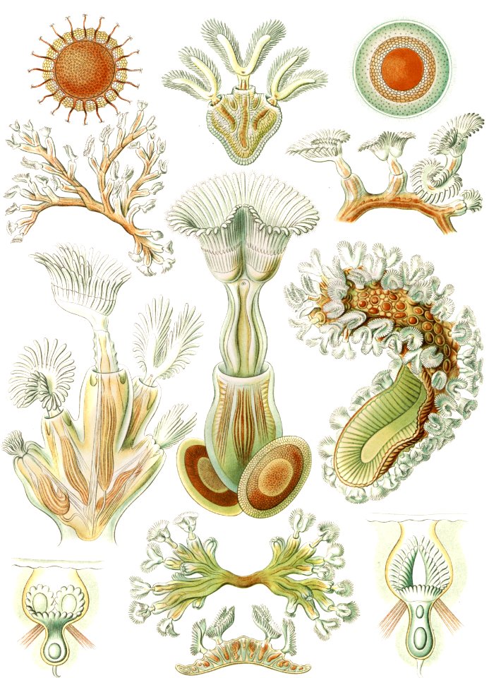 Bryozoa–Moostiere from Kunstformen der Natur (1904) by Ernst Haeckel.. Free illustration for personal and commercial use.