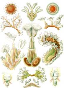 Bryozoa–Moostiere from Kunstformen der Natur (1904) by Ernst Haeckel.. Free illustration for personal and commercial use.