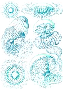 Leptomedusae–Faltenquallen from Kunstformen der Natur (1904) by Ernst Haeckel.