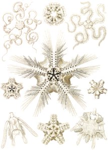 Ophiodea–Schlangensterne from Kunstformen der Natur (1904) by Ernst Haeckel.. Free illustration for personal and commercial use.