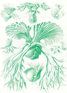 Filicinae–Laubfarne from Kunstformen der Natur (1904) by Ernst Haeckel.. Free illustration for personal and commercial use.
