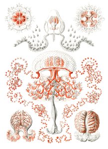Anthomedusae–Blumenquallen from Kunstformen der Natur (1904) by Ernst Haeckel.