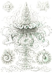 Siphonophorae–Staatsquallen from Kunstformen der Natur (1904) by Ernst Haeckel.