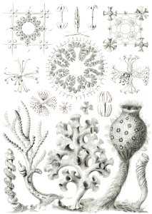 Hexactinellae–Glasschwämme from Kunstformen der Natur (1904) by Ernst Haeckel.. Free illustration for personal and commercial use.