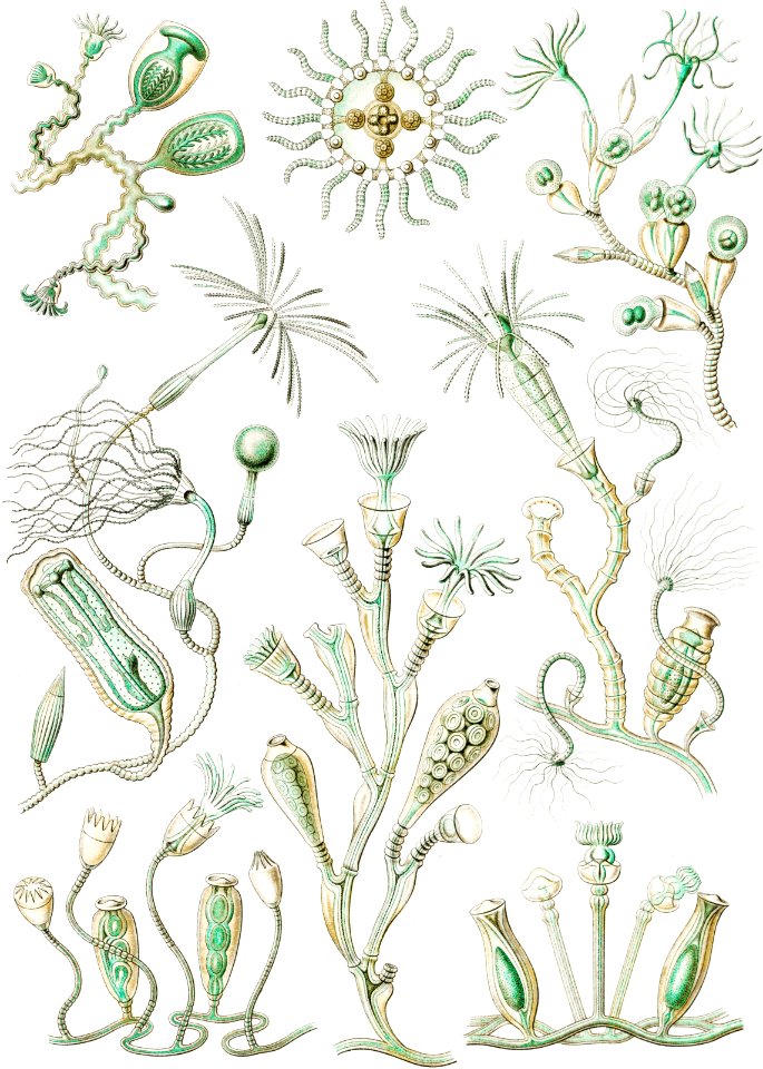 Campanariae–Glockenpolnpen from Kunstformen der Natur (1904) by Ernst Haeckel.