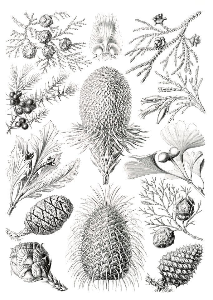 Coniferae–Bapfenbäume from Kunstformen der Natur (1904) by Ernst Haeckel.