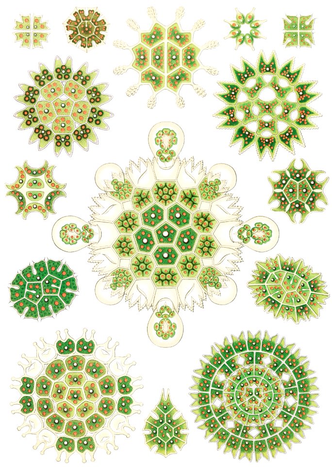 Melethallia–Gesellige Algetten from Kunstformen der Natur (1904) by Ernst Haeckel.