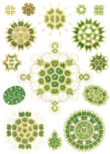 Melethallia–Gesellige Algetten from Kunstformen der Natur (1904) by Ernst Haeckel.