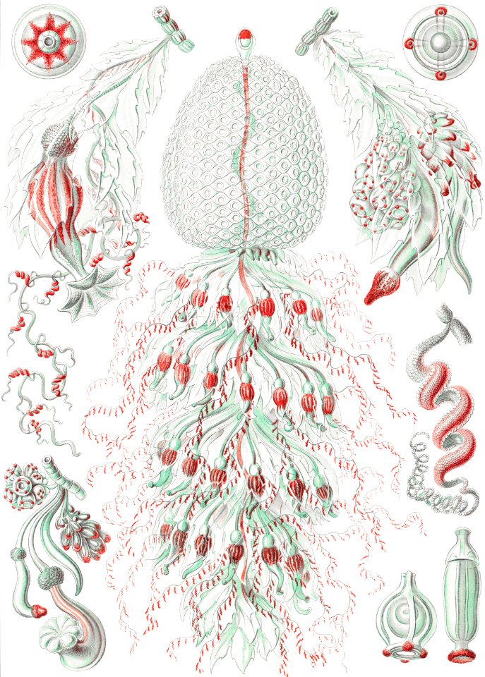 Siphonophorae–Staatsquallen from Kunstformen der Natur (1904) by Ernst Haeckel.