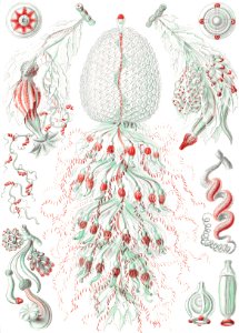 Siphonophorae–Staatsquallen from Kunstformen der Natur (1904) by Ernst Haeckel.. Free illustration for personal and commercial use.