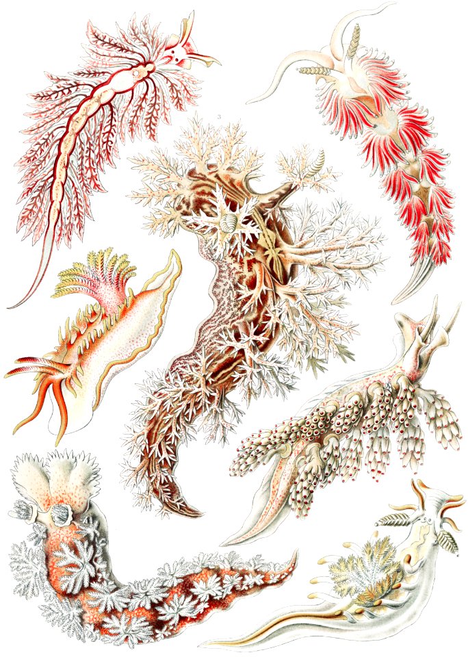 Nudibranchia–Nacktkiemen Schnecken from Kunstformen der Natur (1904) by Ernst Haeckel.