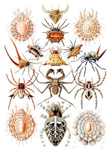 Arachnida–Spinnentiere from Kunstformen der Natur (1904) by Ernst Haeckel.