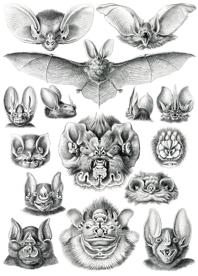 Chiroptera–Fledertiere from Kunstformen der Natur (1904) by Ernst Haeckel.
