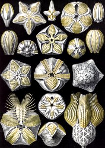 Blastoïdea–Knospensterne from Kunstformen der Natur (1904) by Ernst Haeckel.