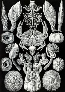 Cirripedia–Rankenkreble from Kunstformen der Natur (1904) by Ernst Haeckel.. Free illustration for personal and commercial use.