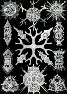 Spumellaria–Schaumstrahlinge from Kunstformen der Natur (1904) by Ernst Haeckel.. Free illustration for personal and commercial use.