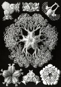 Ophiodea–Schlangensterne from Kunstformen der Natur (1904) by Ernst Haeckel.. Free illustration for personal and commercial use.