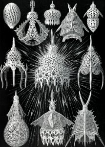 Crytoidea–Flaschenstrahlinge from Kunstformen der Natur (1904) by Ernst Haeckel.. Free illustration for personal and commercial use.