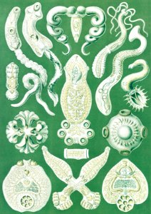 Platodes–Plattentiere from Kunstformen der Natur (1904) by by Ernst Haeckel.. Free illustration for personal and commercial use.