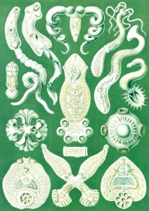 Platodes–Plattentiere from Kunstformen der Natur (1904) by by Ernst Haeckel.
