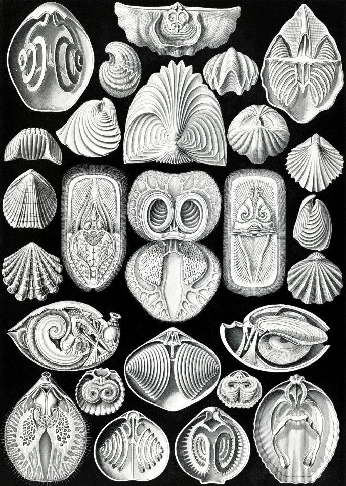 Spirobranchia–Spiralkiemer from Kunstformen der Natur (1904) by Ernst Haeckel.