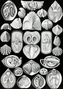Spirobranchia–Spiralkiemer from Kunstformen der Natur (1904) by Ernst Haeckel.. Free illustration for personal and commercial use.