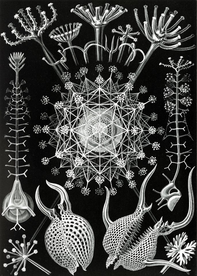 Phaeodaria–Rohrstrahlinge from Kunstformen der Natur (1904) by Ernst Haeckel.