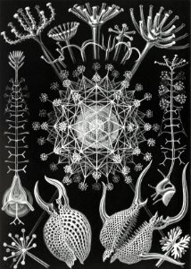Phaeodaria–Rohrstrahlinge from Kunstformen der Natur (1904) by Ernst Haeckel.. Free illustration for personal and commercial use.