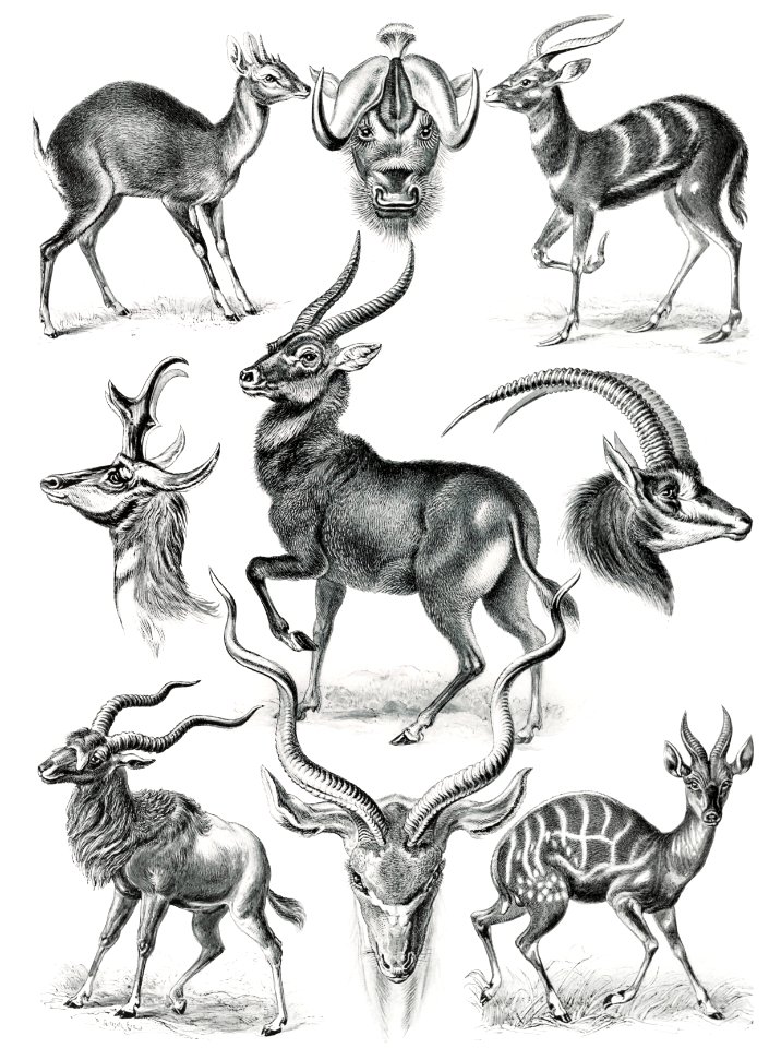 Antilopina–Antilopen from Kunstformen der Natur (1904) by Ernst Haeckel.