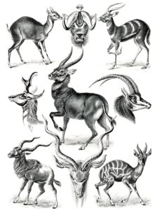 Antilopina–Antilopen from Kunstformen der Natur (1904) by Ernst Haeckel.. Free illustration for personal and commercial use.