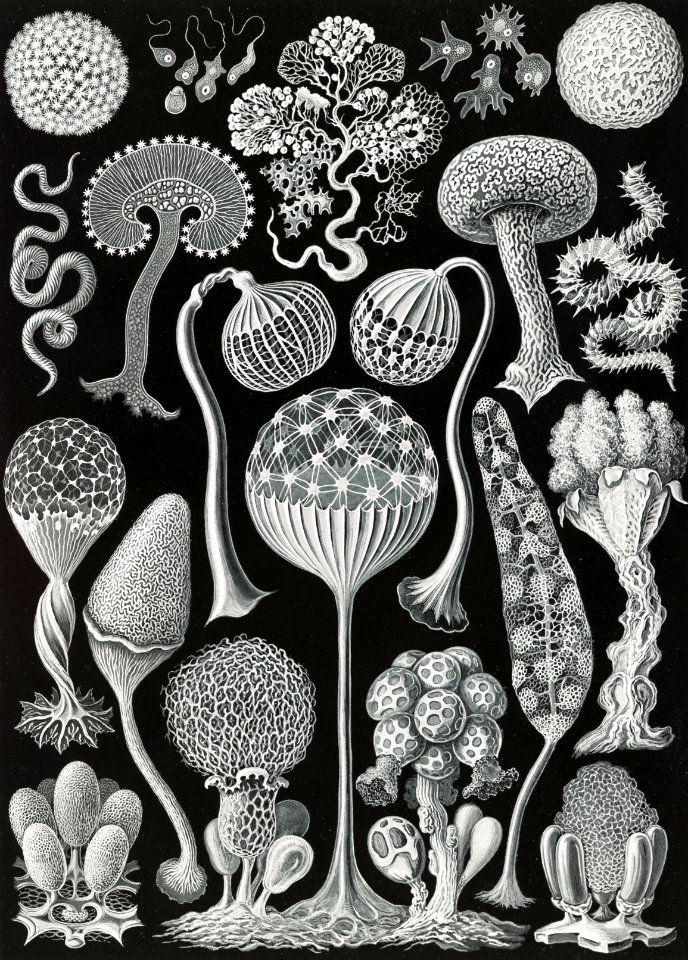 Mycetozoa–Pilztiere from Kunstformen der Natur (1904) by Ernst Haeckel.