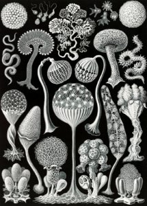 Mycetozoa–Pilztiere from Kunstformen der Natur (1904) by Ernst Haeckel.. Free illustration for personal and commercial use.