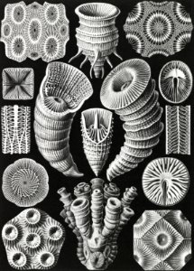 Tetracoralla–Bierstrahlige Sternkorallen from Kunstformen der Natur (1904) by Ernst Haeckel.. Free illustration for personal and commercial use.