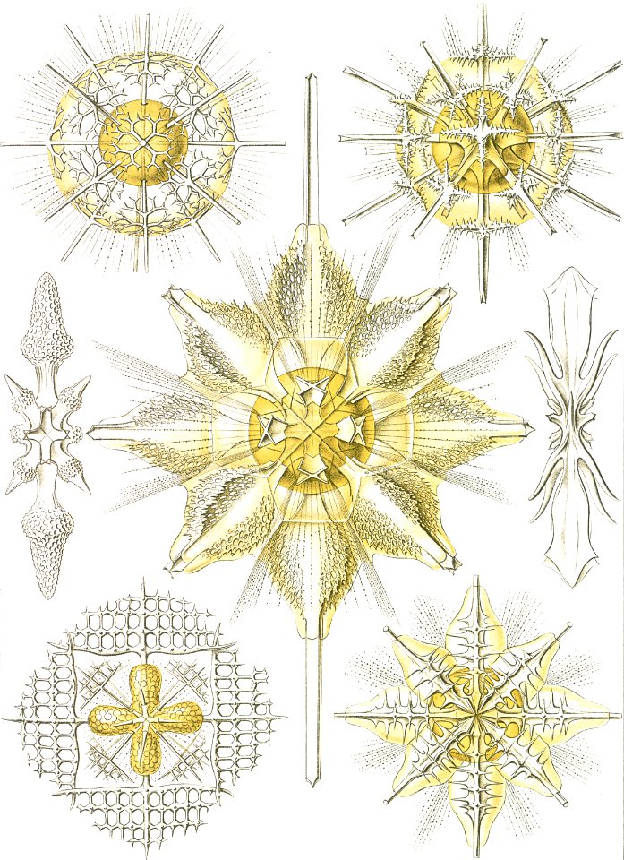 Acanthometra–Stachelstrahlinge from Kunstformen der Natur (1904) by Ernst Haeckel.