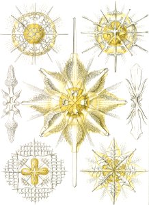 Acanthometra–Stachelstrahlinge from Kunstformen der Natur (1904) by Ernst Haeckel.. Free illustration for personal and commercial use.